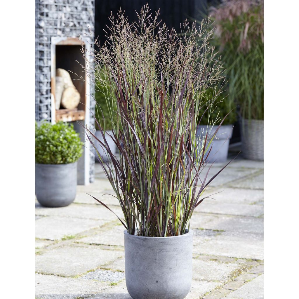 Panicum virgatum Purple Breeze - Ruten-Hirse