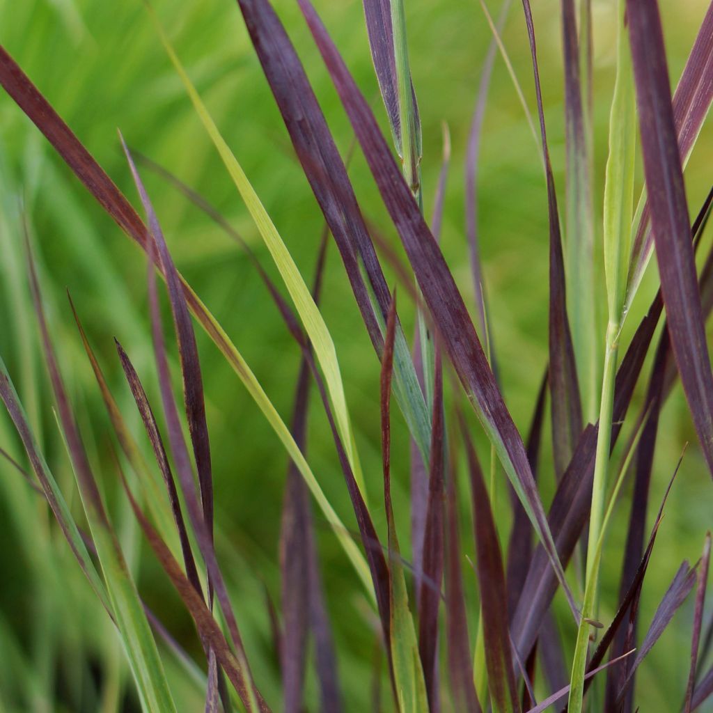 Panicum virgatum Purple Breeze - Ruten-Hirse