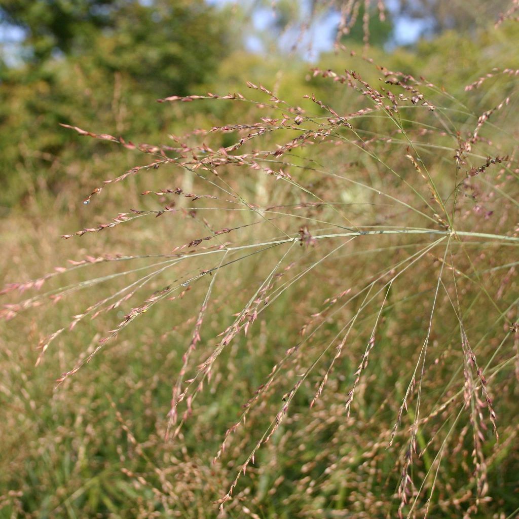 Panicum virgatum Rehbraun - Ruten-Hirse