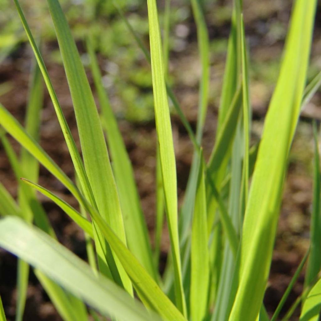 Panicum virgatum Rehbraun - Ruten-Hirse