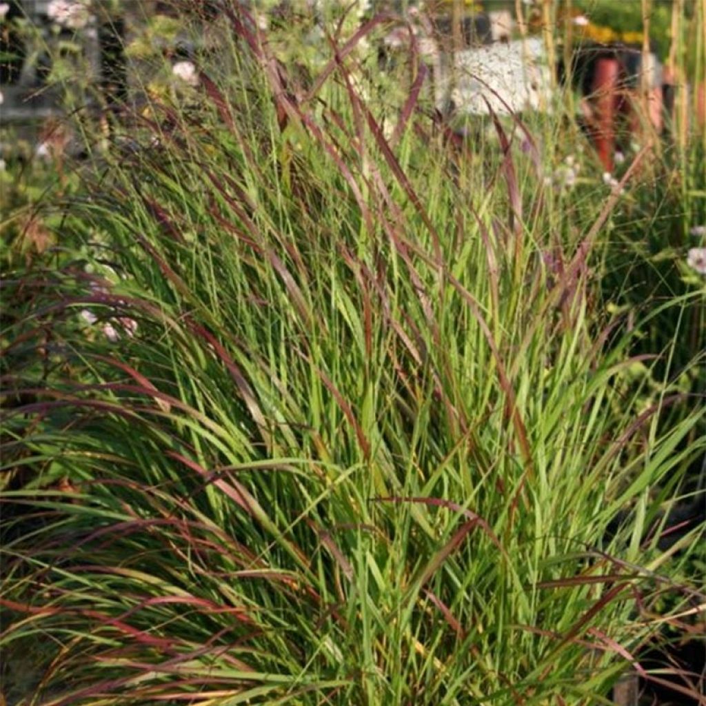 Panicum virgatum Rotstrahlbusch - Ruten-Hirse