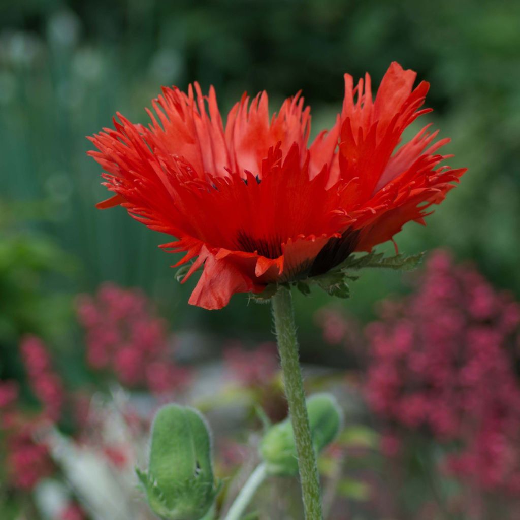 Orientalischer Mohn Curlilocks - Papaver orientale