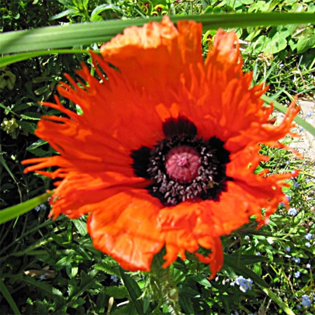 Orientalischer Mohn Curlilocks - Papaver orientale