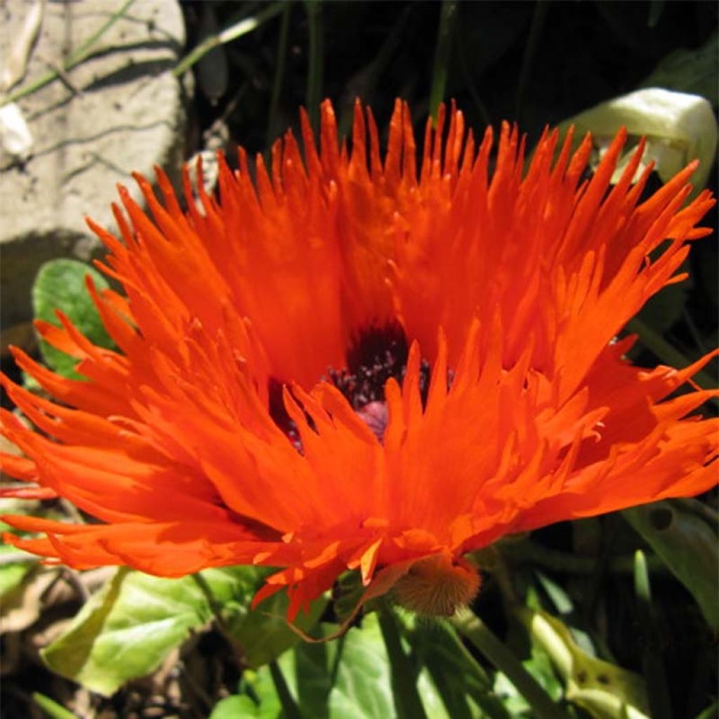 Orientalischer Mohn Curlilocks - Papaver orientale