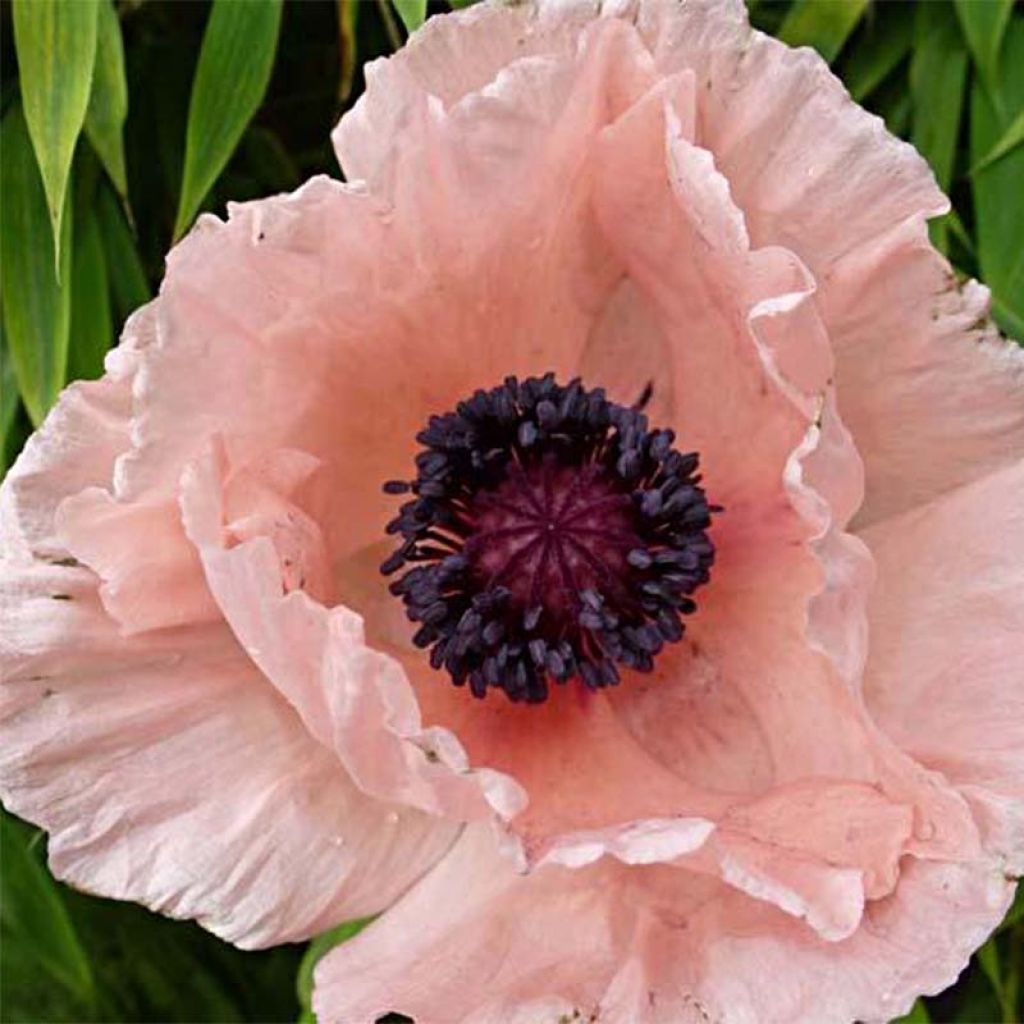 Orientalischer Mohn Helen Elisabeth - Papaver orientale