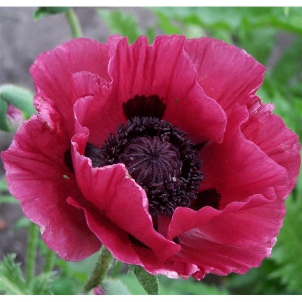 Orientalischer Mohn Marlene - Papaver orientale