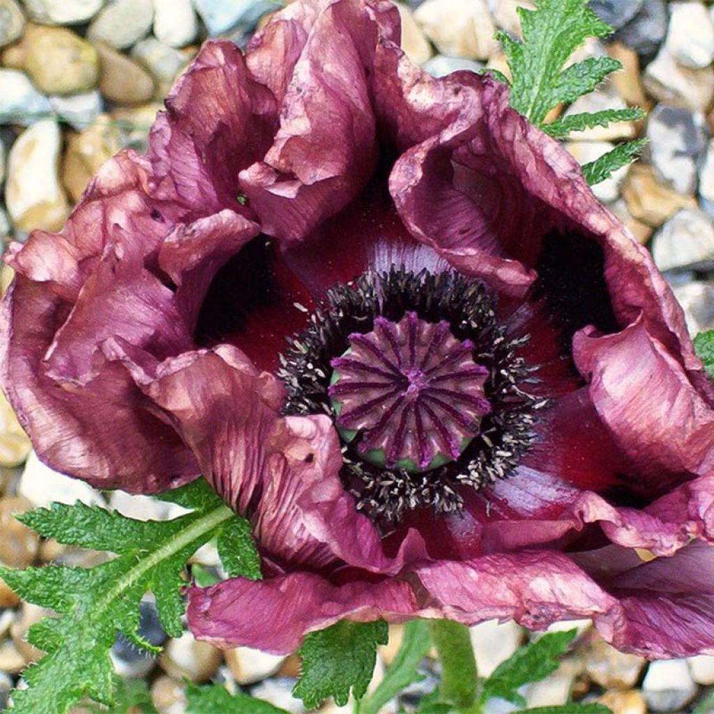 Orientalischer Mohn Patty's Plum - Papaver orientale