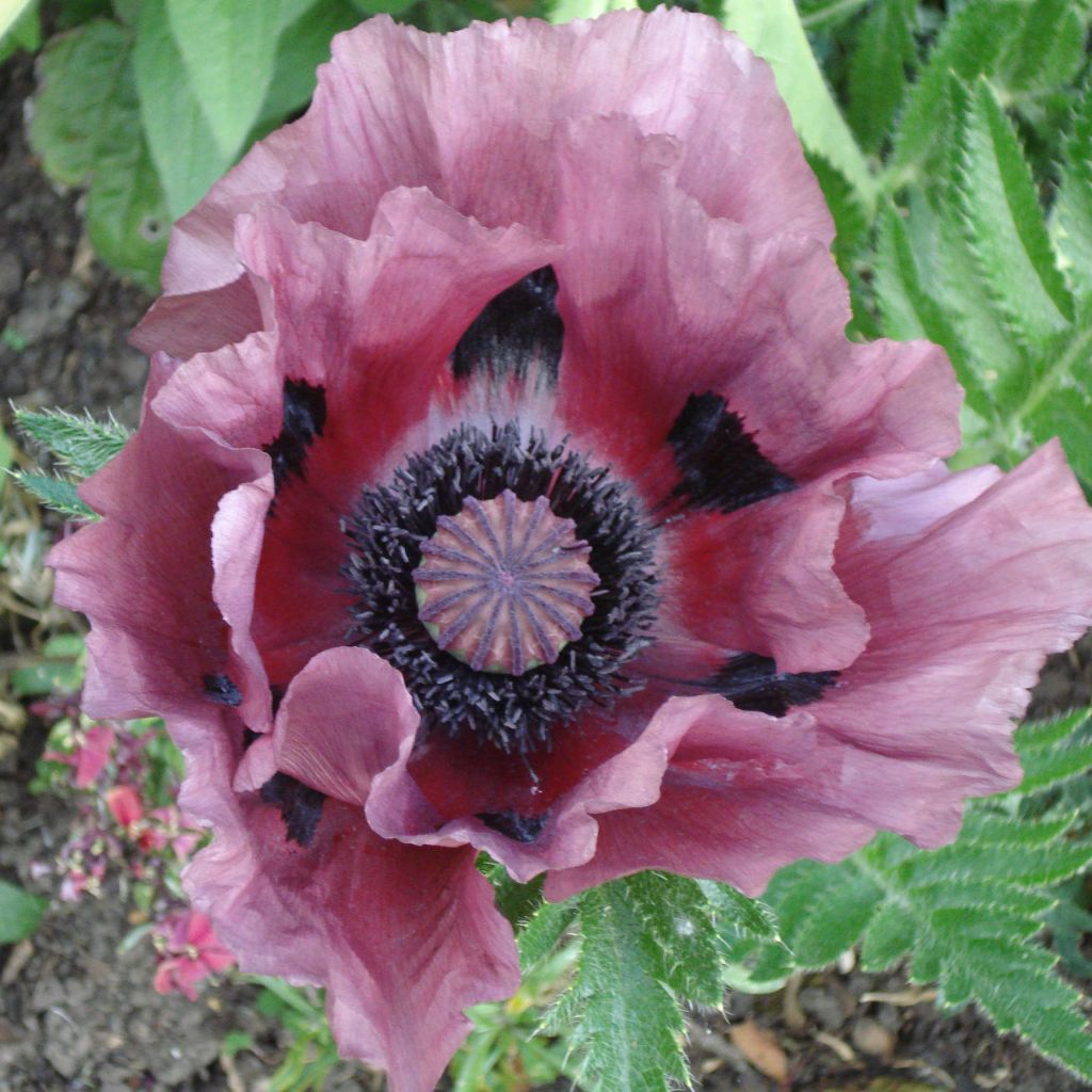 Orientalischer Mohn Patty's Plum - Papaver orientale