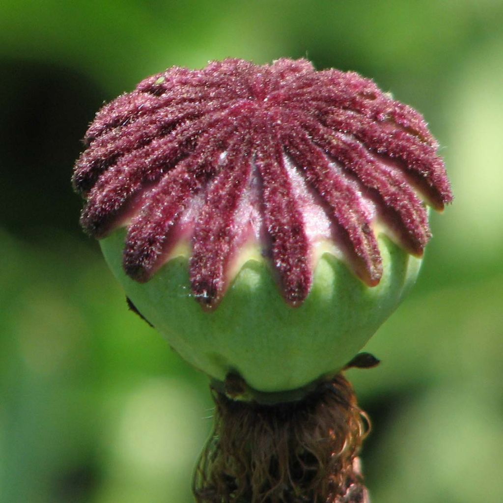 Orientalischer Mohn Patty's Plum - Papaver orientale