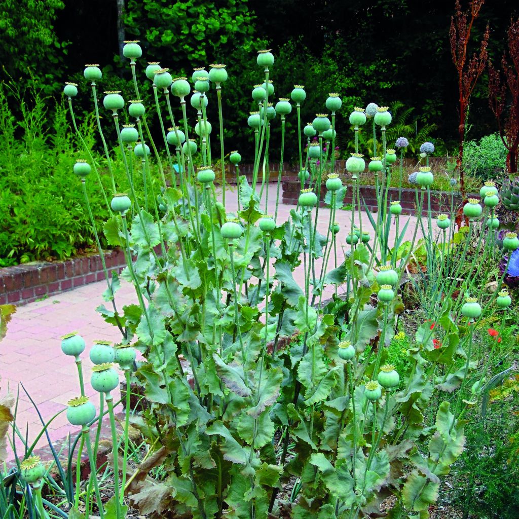 Schlaf-Mohn nigrum - Papaver somniferum