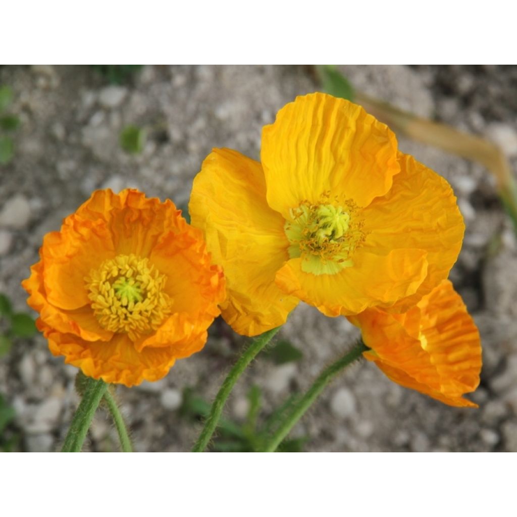 Papaver nudicaule Gartenzwerg - Isländischer Mohn