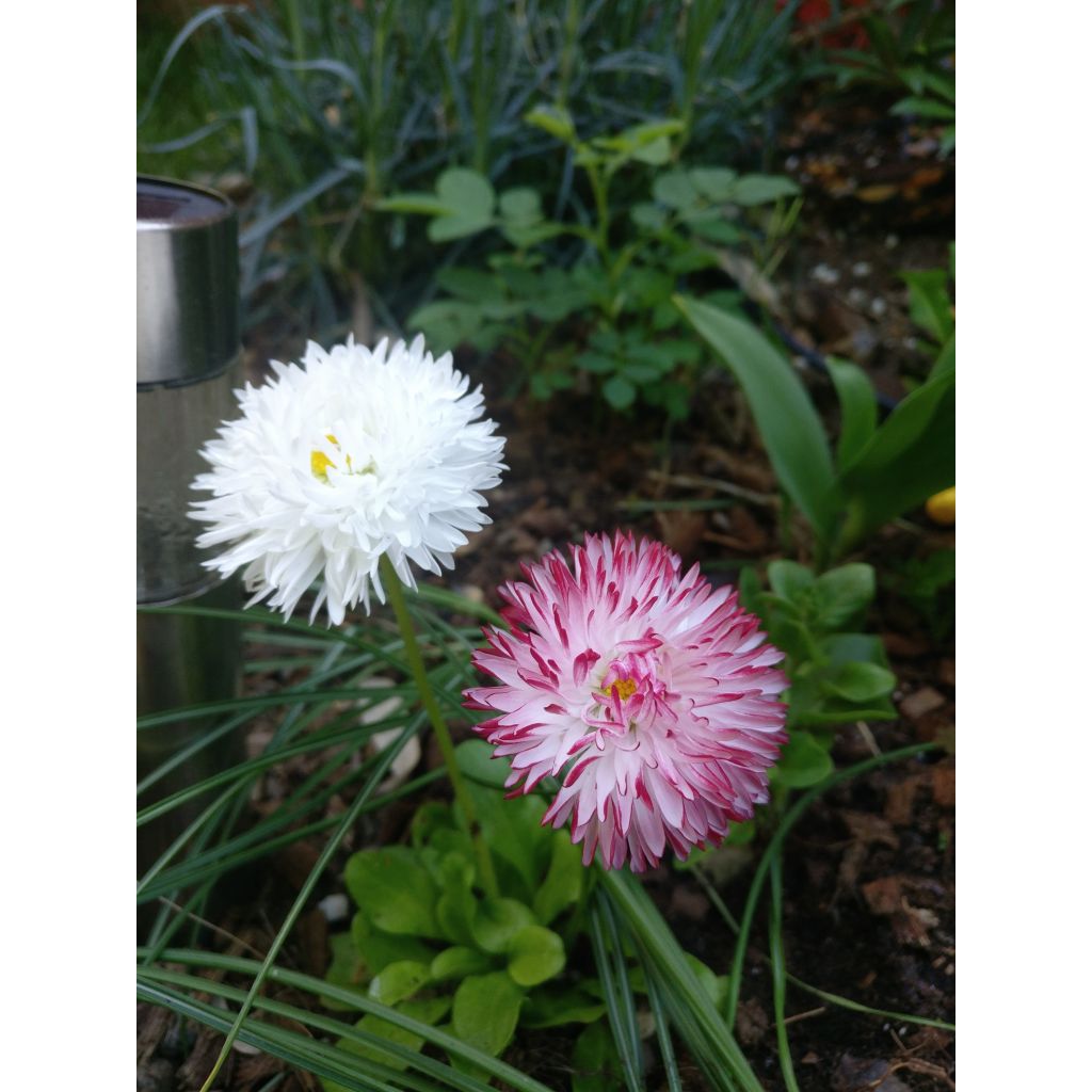 Bellis perennis Habanera - Gänseblümchen