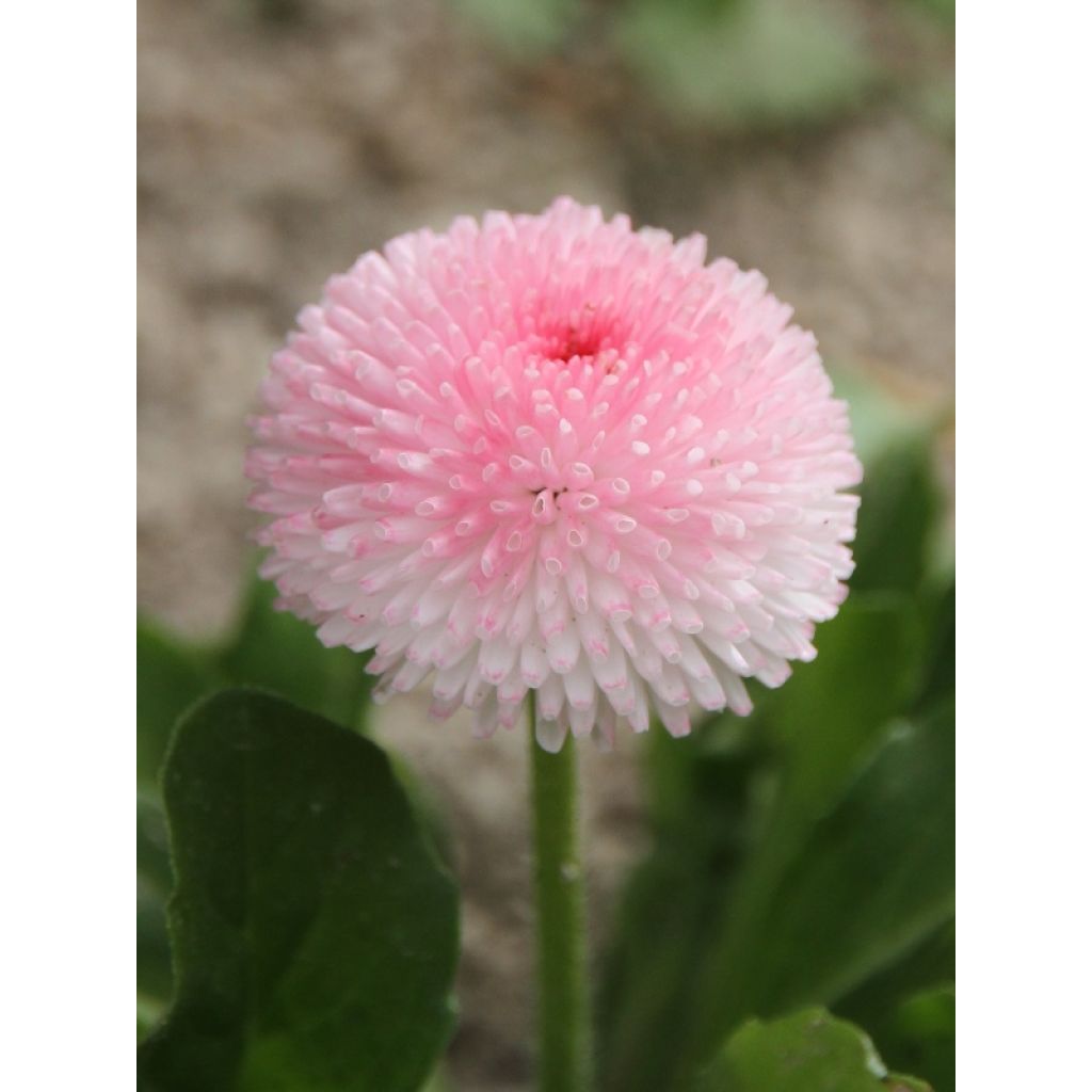 Unique pompon bien fier de la première floraison