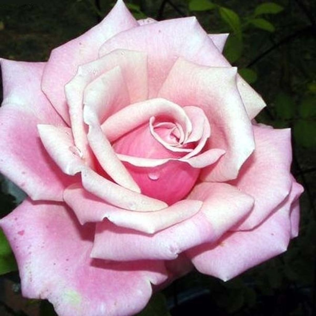 Rosa Parfum de Liberté - Edelrose