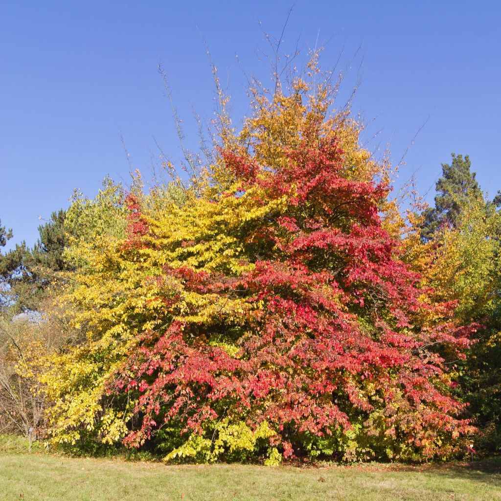 Eisenbaum - Parrotia persica