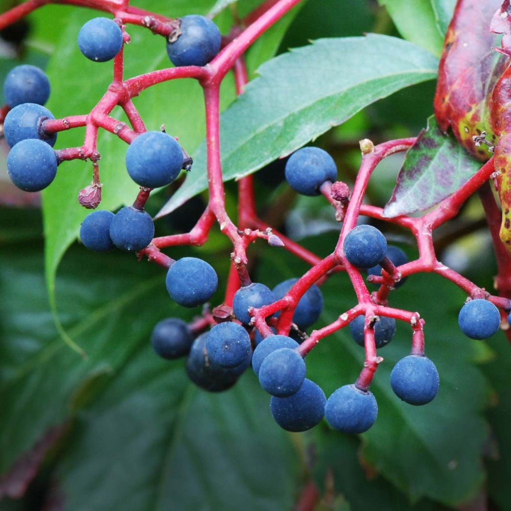 Wilder Wein - Parthenocissus quinquefolia