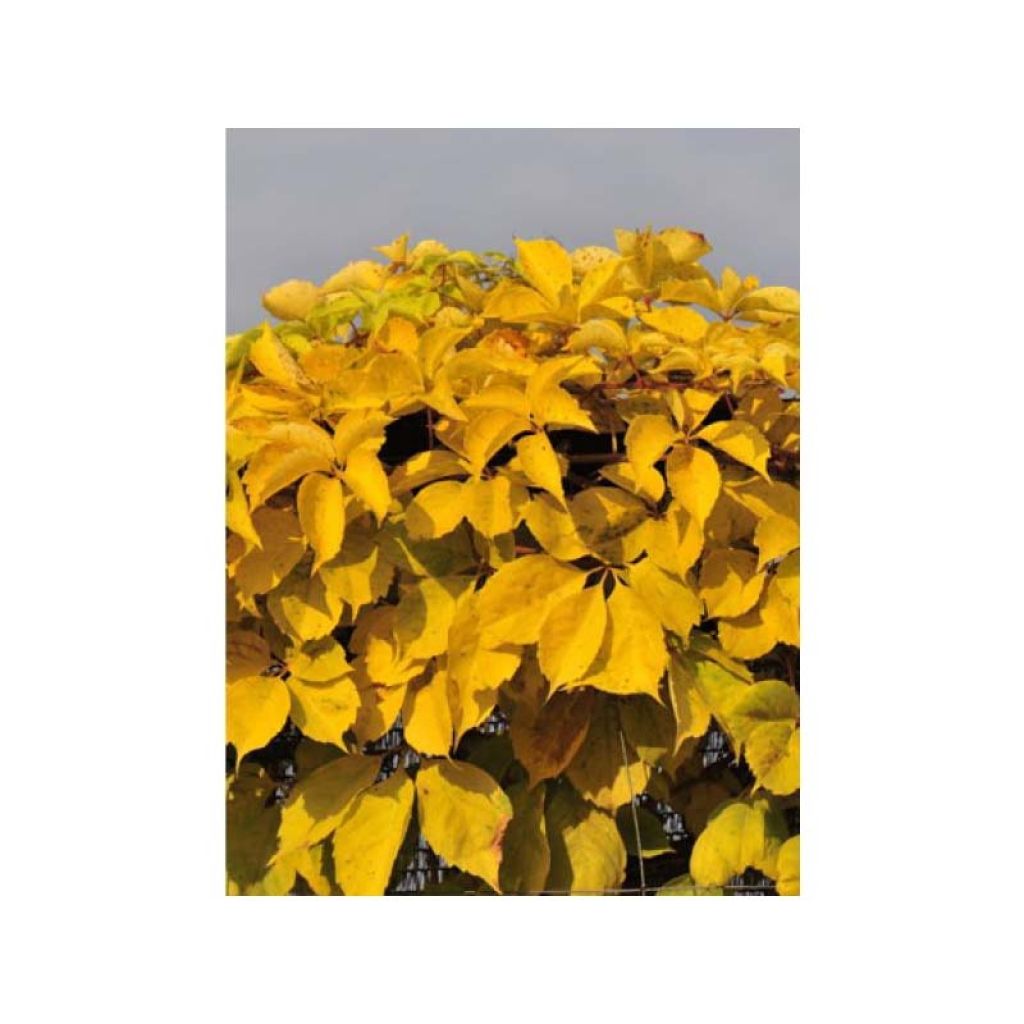 Wilder Wein Yellow Wall - Parthenocissus quinquefolia