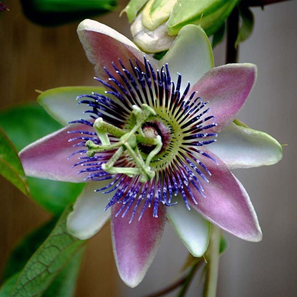 Passionsblume allardii - Passiflora