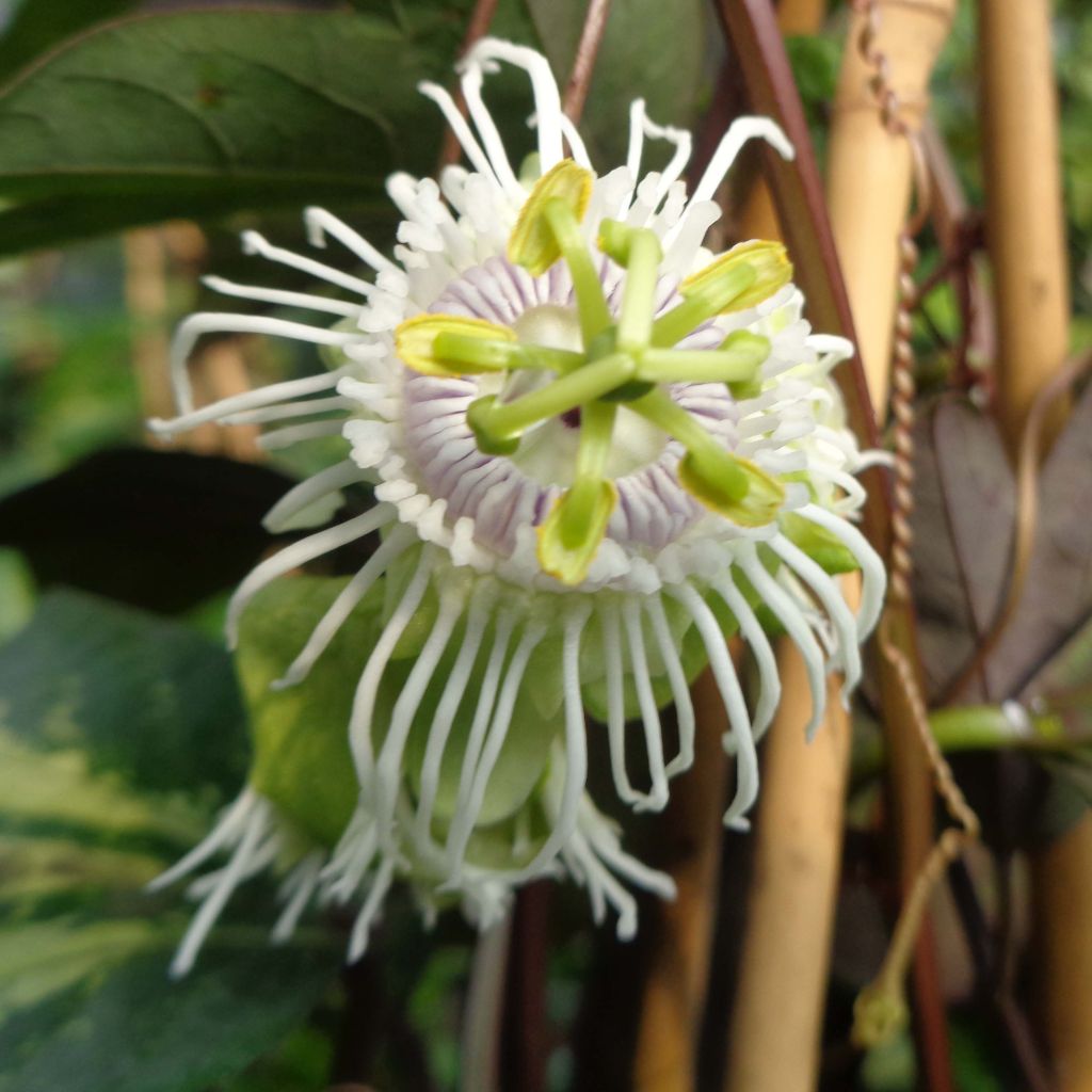 Maracuja - Passiflora edulis