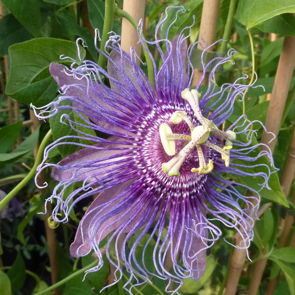 Passionsblume Incense - Passiflora