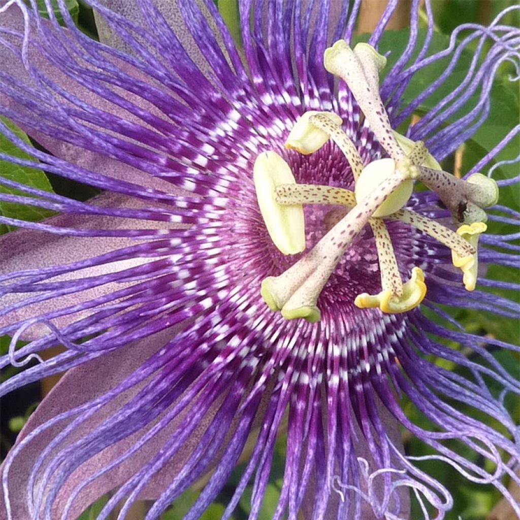 Passionsblume Incense - Passiflora