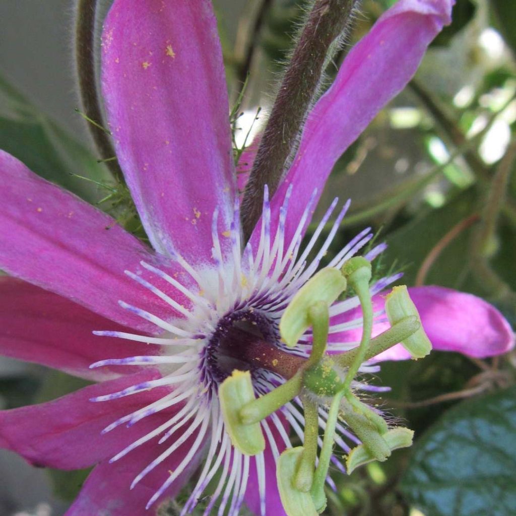 Passionsblume Aurora - Passiflora