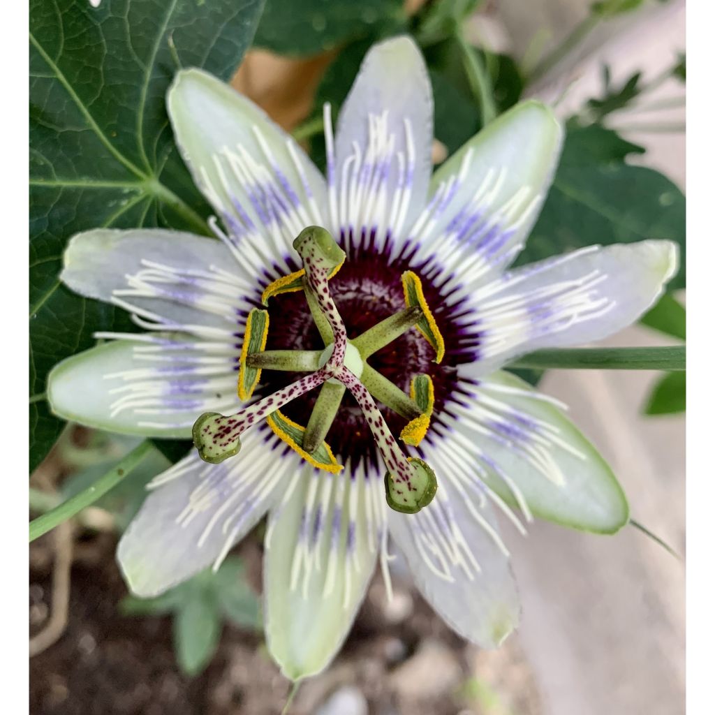 Passionsblume Panda - Passiflora