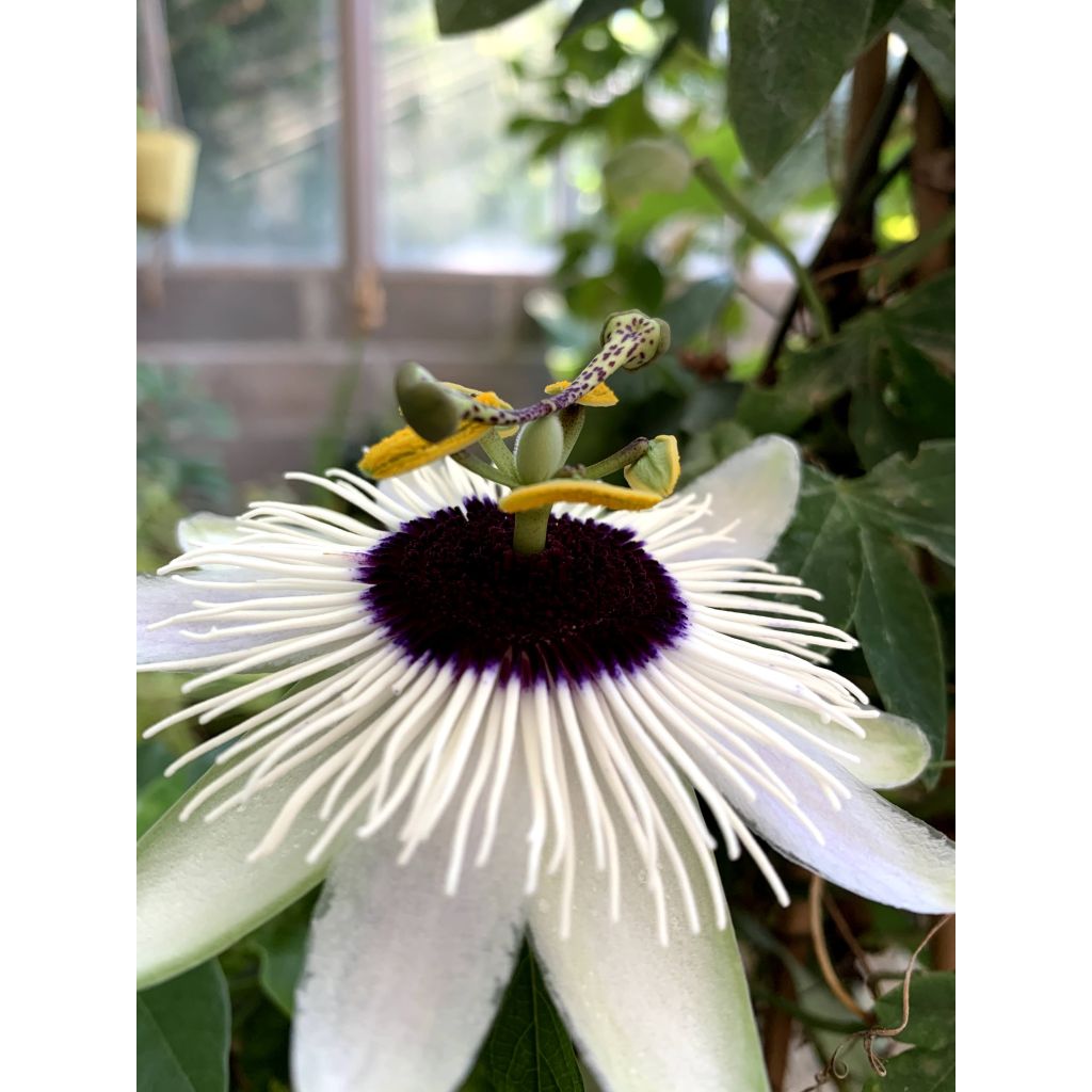 Passionsblume Panda - Passiflora