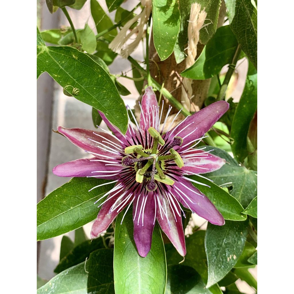 Passionsblume Victoria - Passiflora