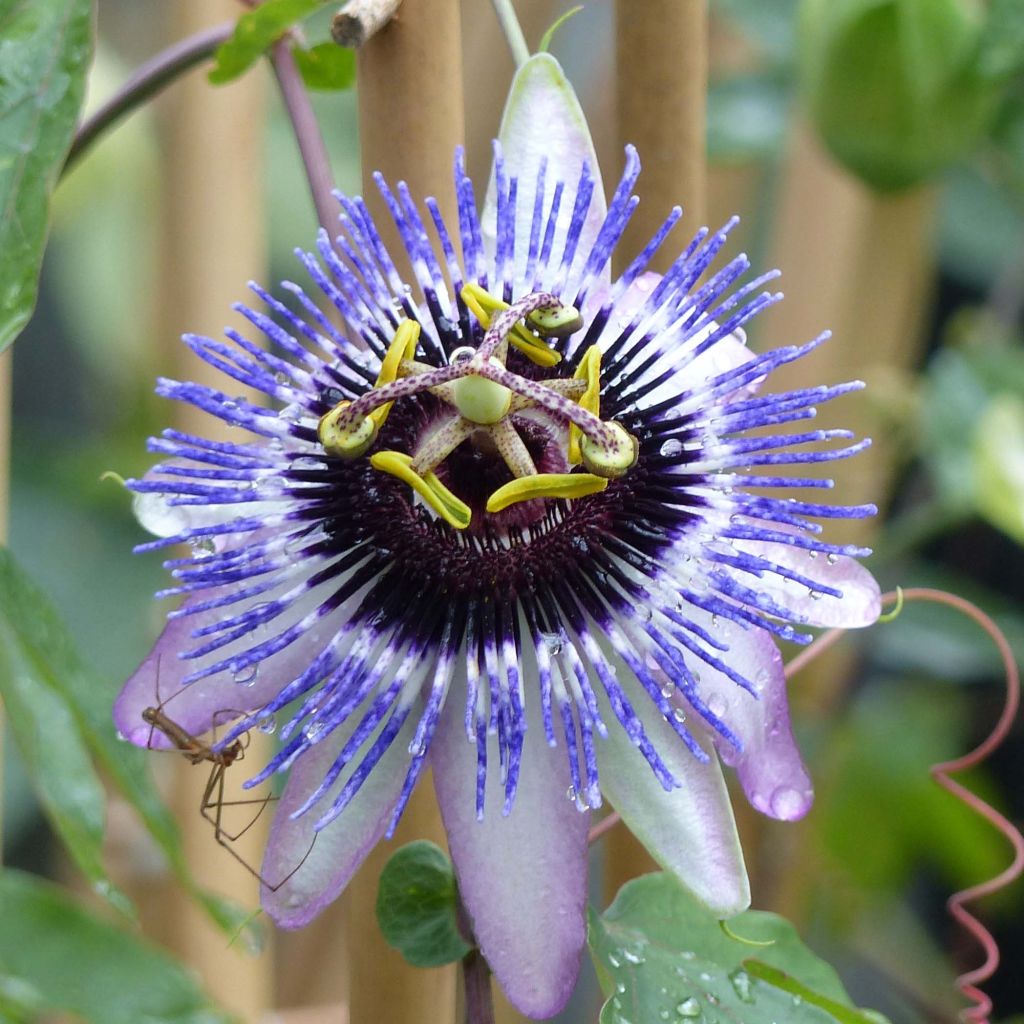 Passionsblume Damsel's Delight - Passiflora