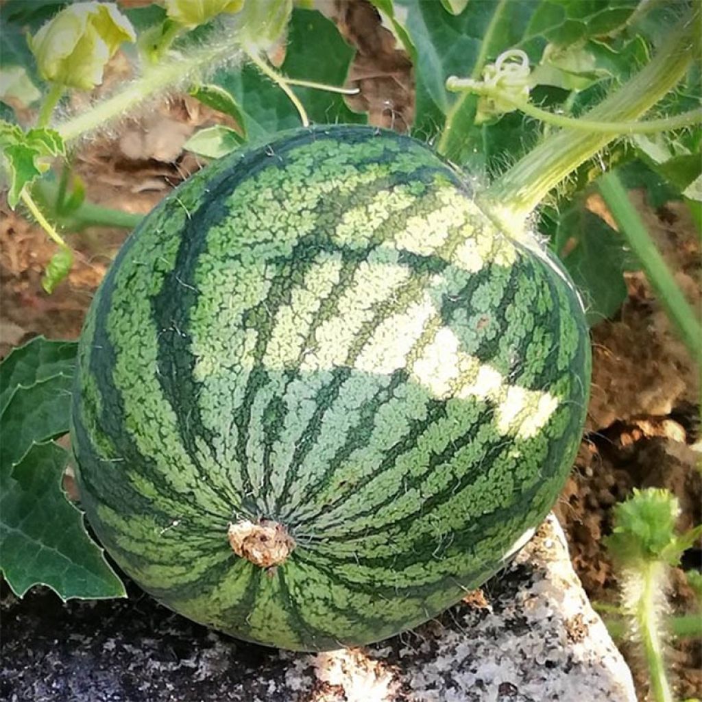 Wassermelone Ingrid F1 (Veredelt)