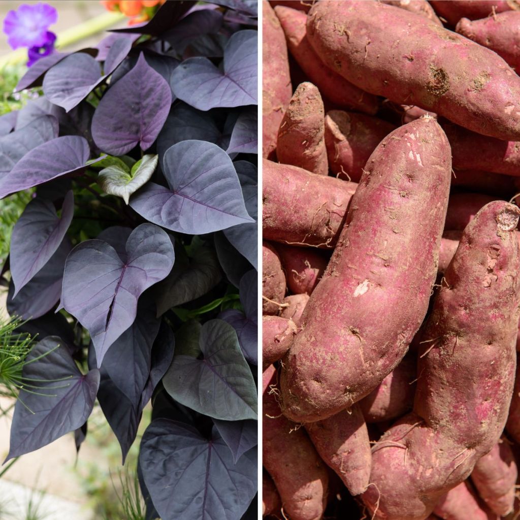 Süßkartoffel Sakura - Ipomoea batatas