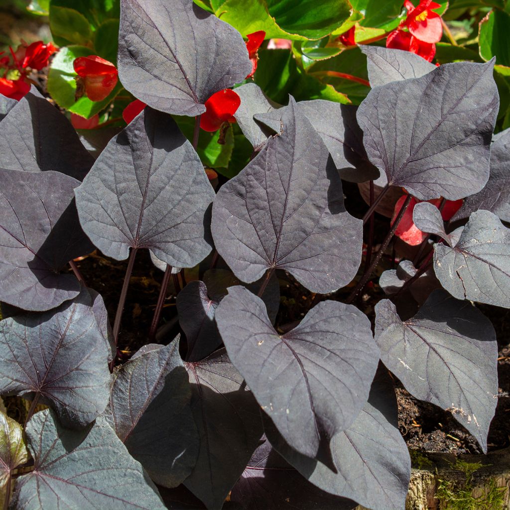 Patate douce Sakura en plants