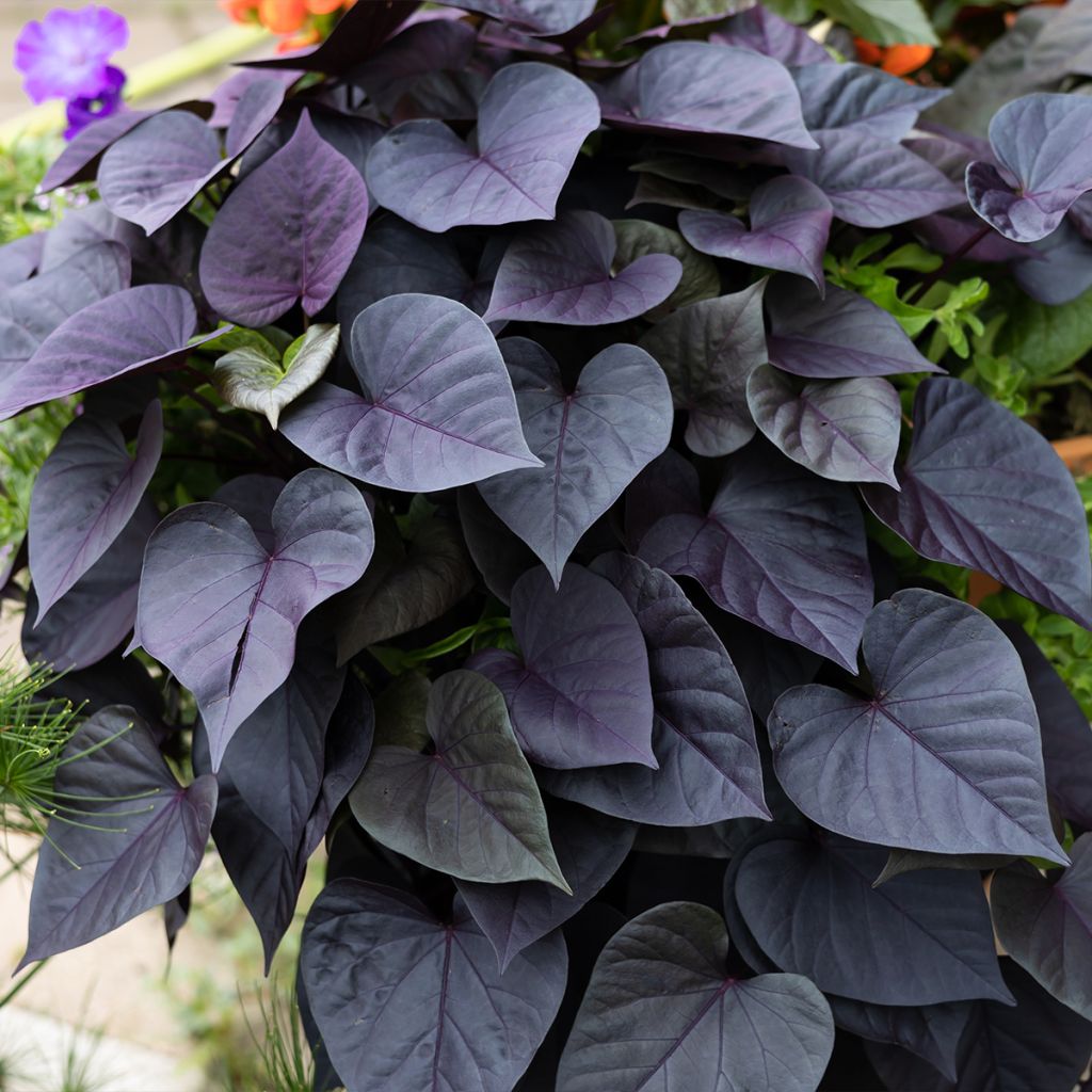 Patate douce Sakura en plants