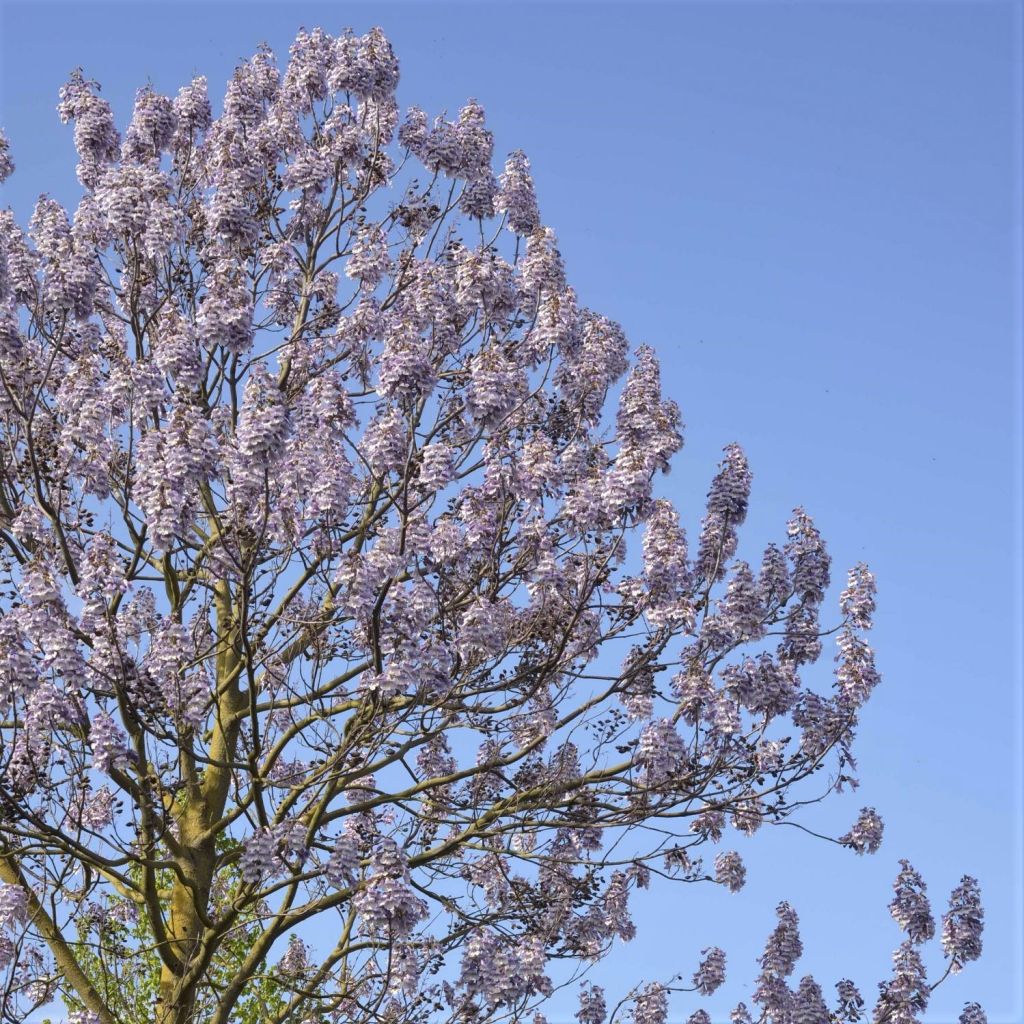 Paulownia fortunei Fast Blue Minfast - Blauglockenbaum