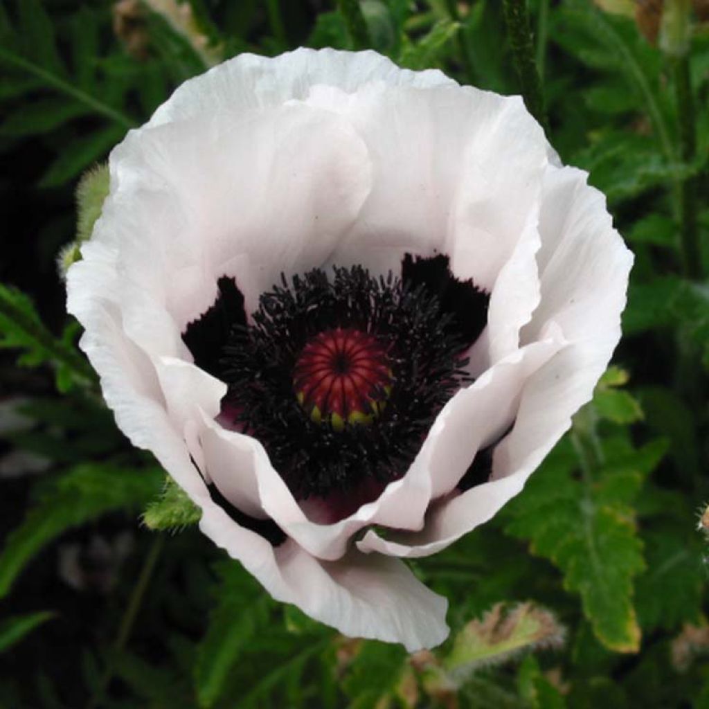 Orientalischer Mohn Perry's White - Papaver orientale