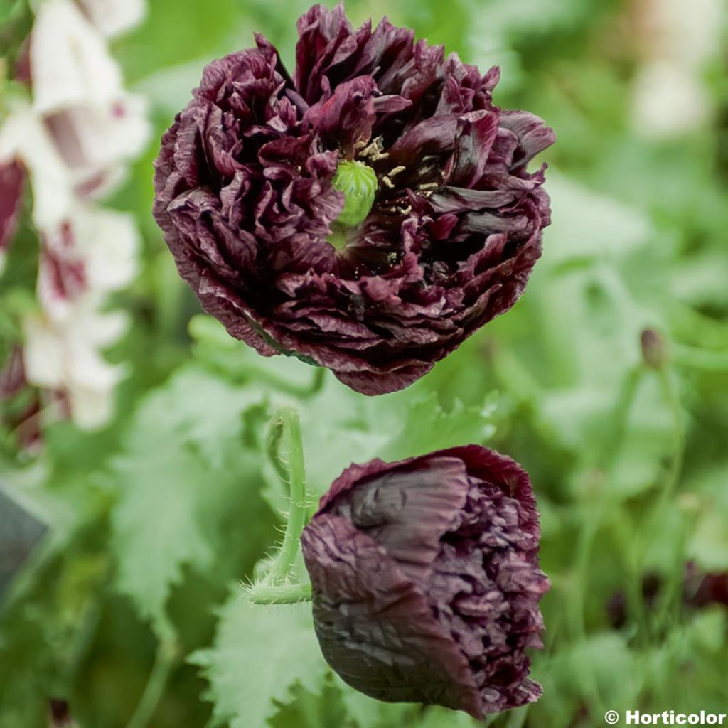 Schlafmohn Black Peony (Samen) - Papaver