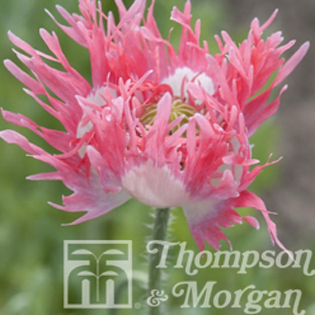 Schlafmohn Pink Fizz (Samen) - Papaver