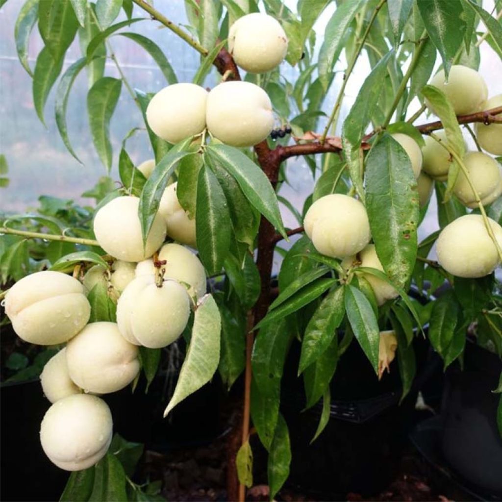 Zwerg-Pfirsich Ice Peach Gelo Fruit Me - Prunus persica