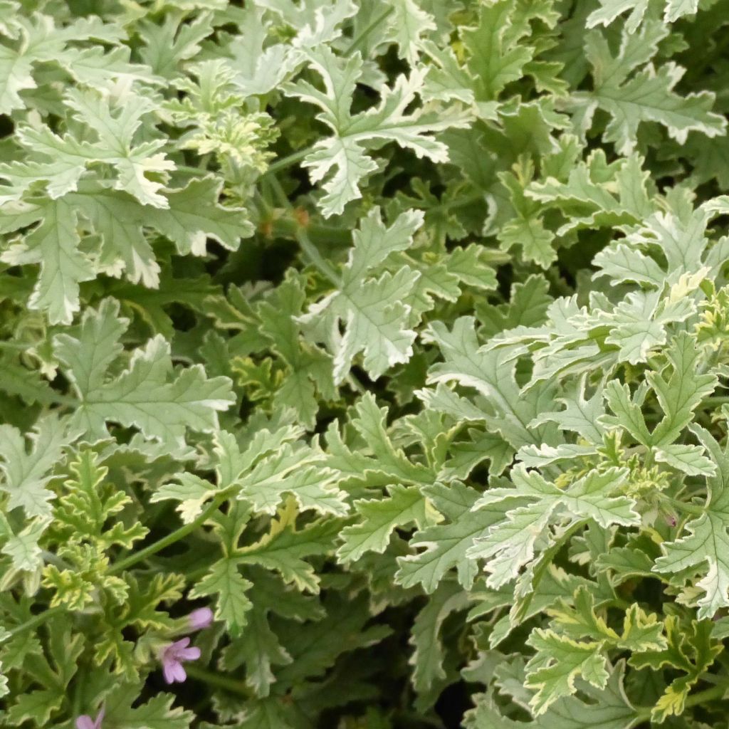 Duftende Pelargonie Grey Lady Plymouth - Pelargonium graveolens