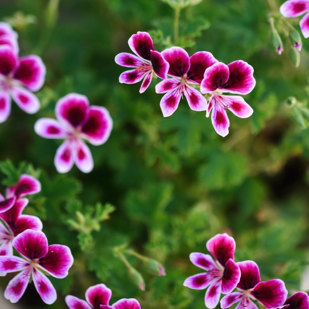 Duftende Pelargonie Mosquitaway Eva - Pelargonium