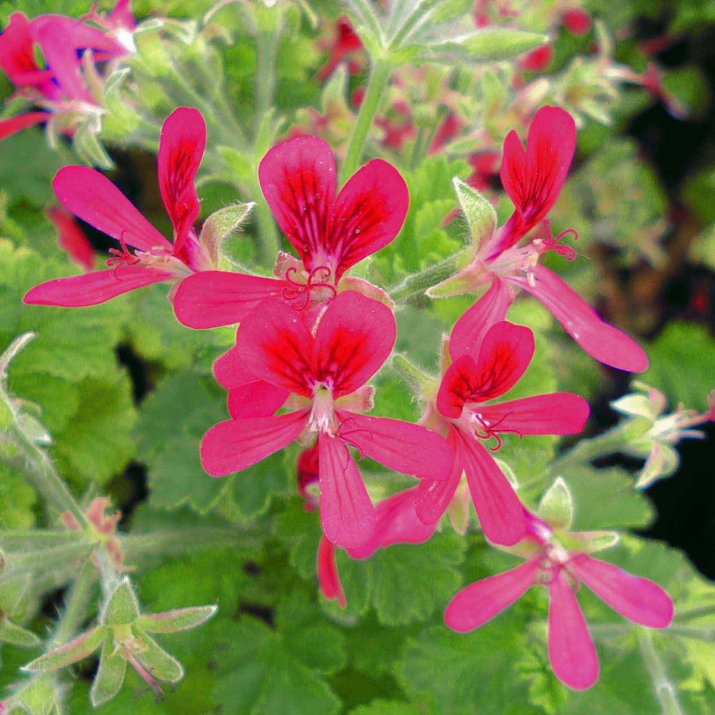 Englische Geranie Concolor Lace - Pelargonium