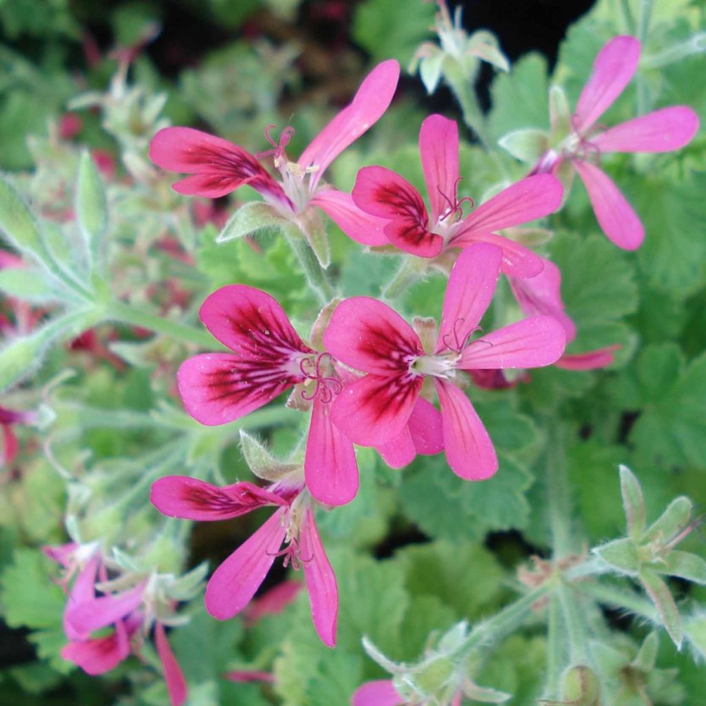 Englische Geranie Concolor Lace - Pelargonium