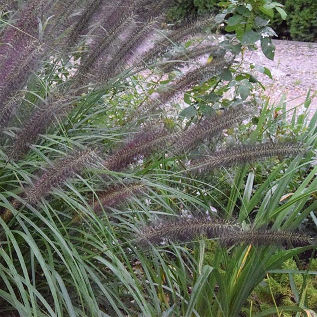 Lampenputzergras Black Beauty - Pennisetum alopecuroïdes