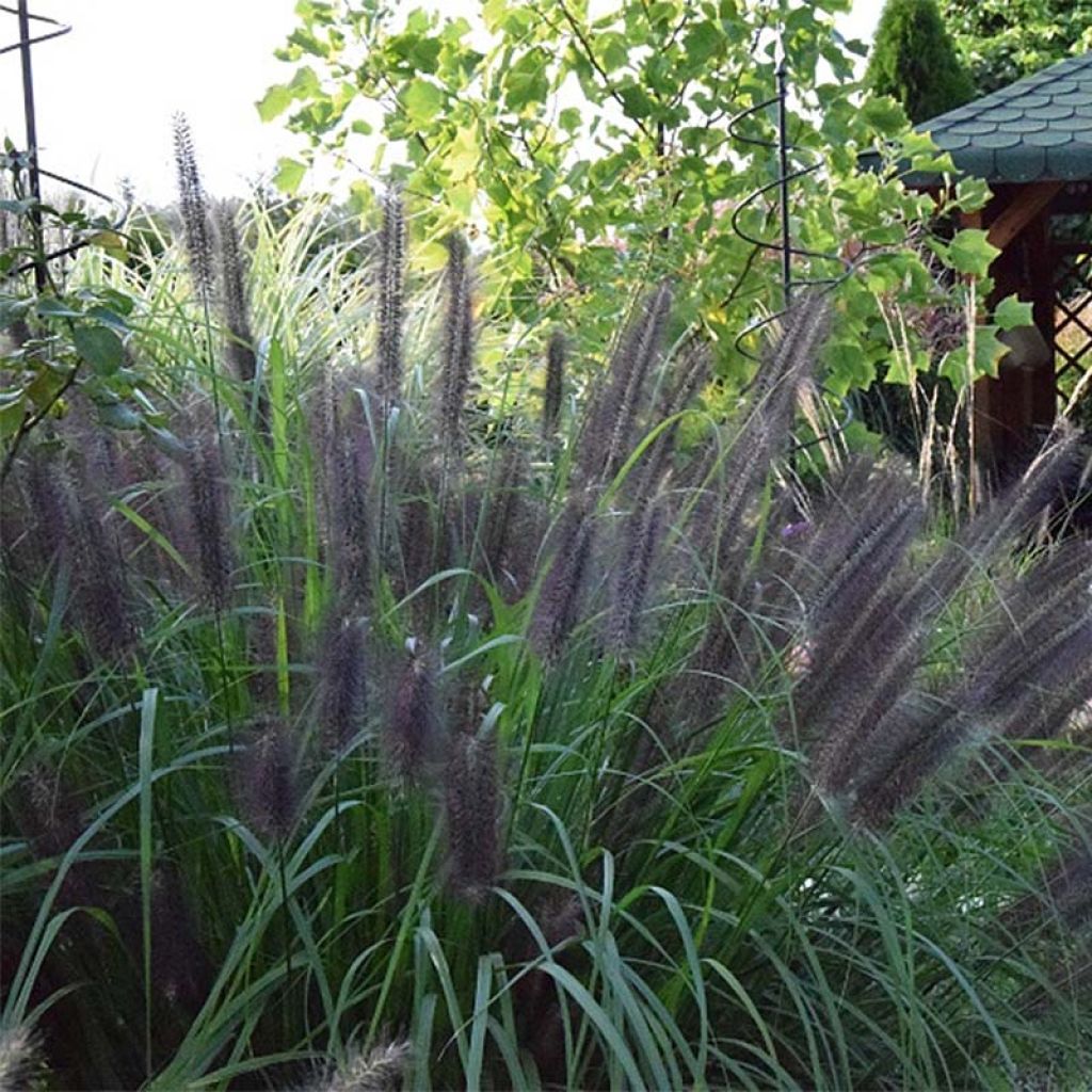 Lampenputzergras Black Beauty - Pennisetum alopecuroïdes