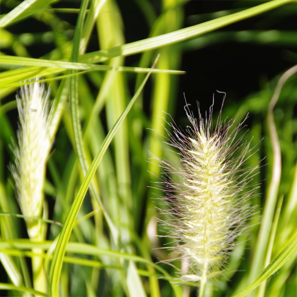 Lampenputzergras Hameln Gold - Pennisetum alopecuroïdes