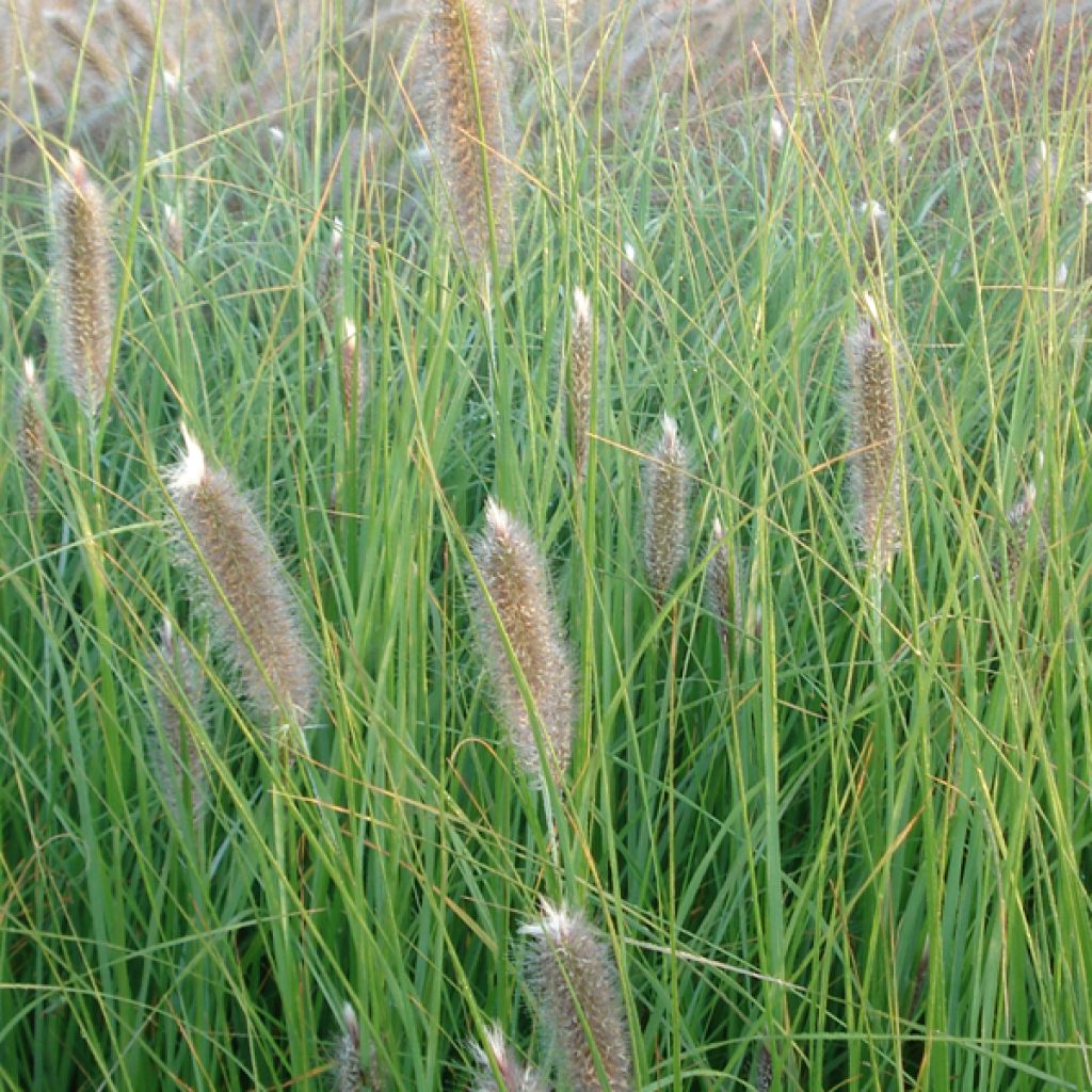 Lampenputzergras Japonicum - Pennisetum alopecuroïdes