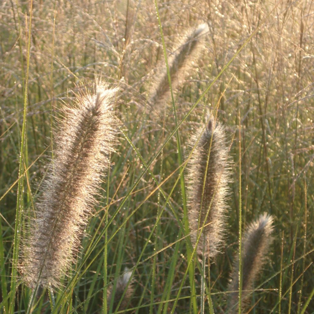 Pennisetum alopecuroïdes Japonicum - Herbe aux écouvillons