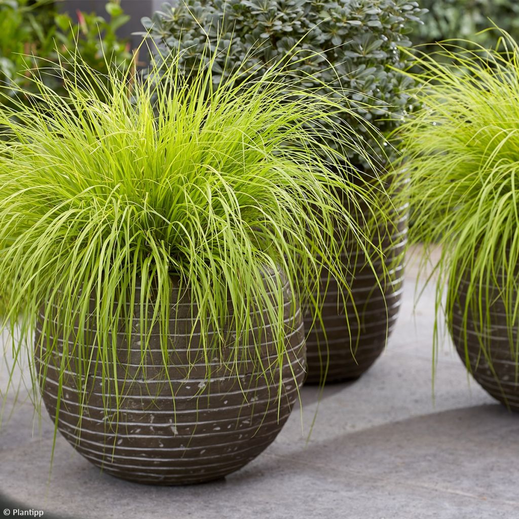 Lampenputzergras Lumen Gold - Pennisetum alopecuroides