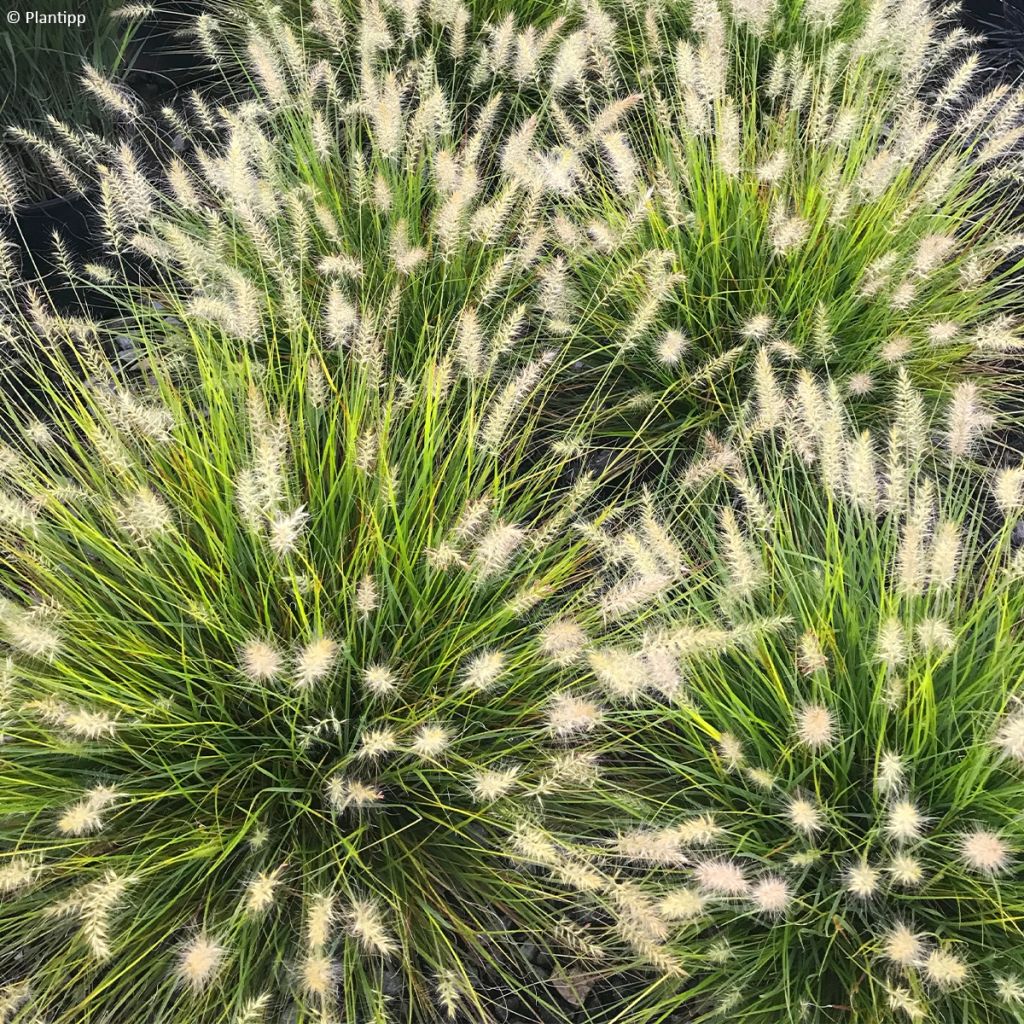 Pennisetum alopecuroides Lumen Gold - Herbe aux écouvillons